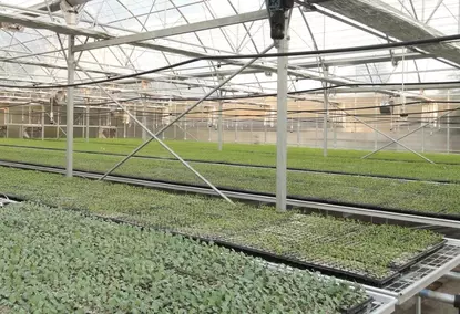 Greenhouses for industrial use under film Greenhouses for industrial use under film