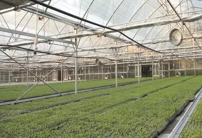 Greenhouses for industrial use under film Greenhouses for industrial use under film