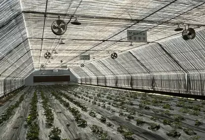 Polytunnel greenhouse with 100% dimming and automatic lighting control system Polytunnel greenhouse with 100% dimming and automatic lighting control system