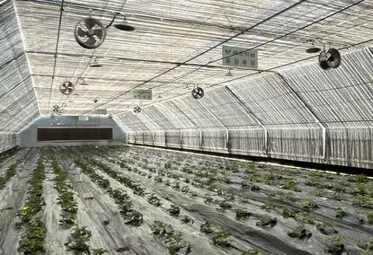 Polytunnel greenhouse with 100% dimming and automatic lighting control system Polytunnel greenhouse with 100% dimming and automatic lighting control system