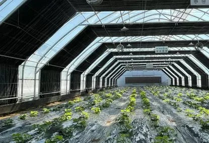Polytunnel greenhouse with 100% dimming and automatic lighting control system Polytunnel greenhouse with 100% dimming and automatic lighting control system