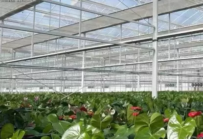 Multi-span greenhouse with hydroponics Multi-span greenhouse with hydroponics