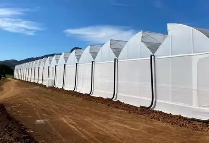 Multi-span greenhouse with hydroponics Multi-span greenhouse with hydroponics